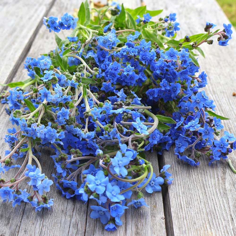 Stunning Chinese Forget Me Not Seeds Gallery