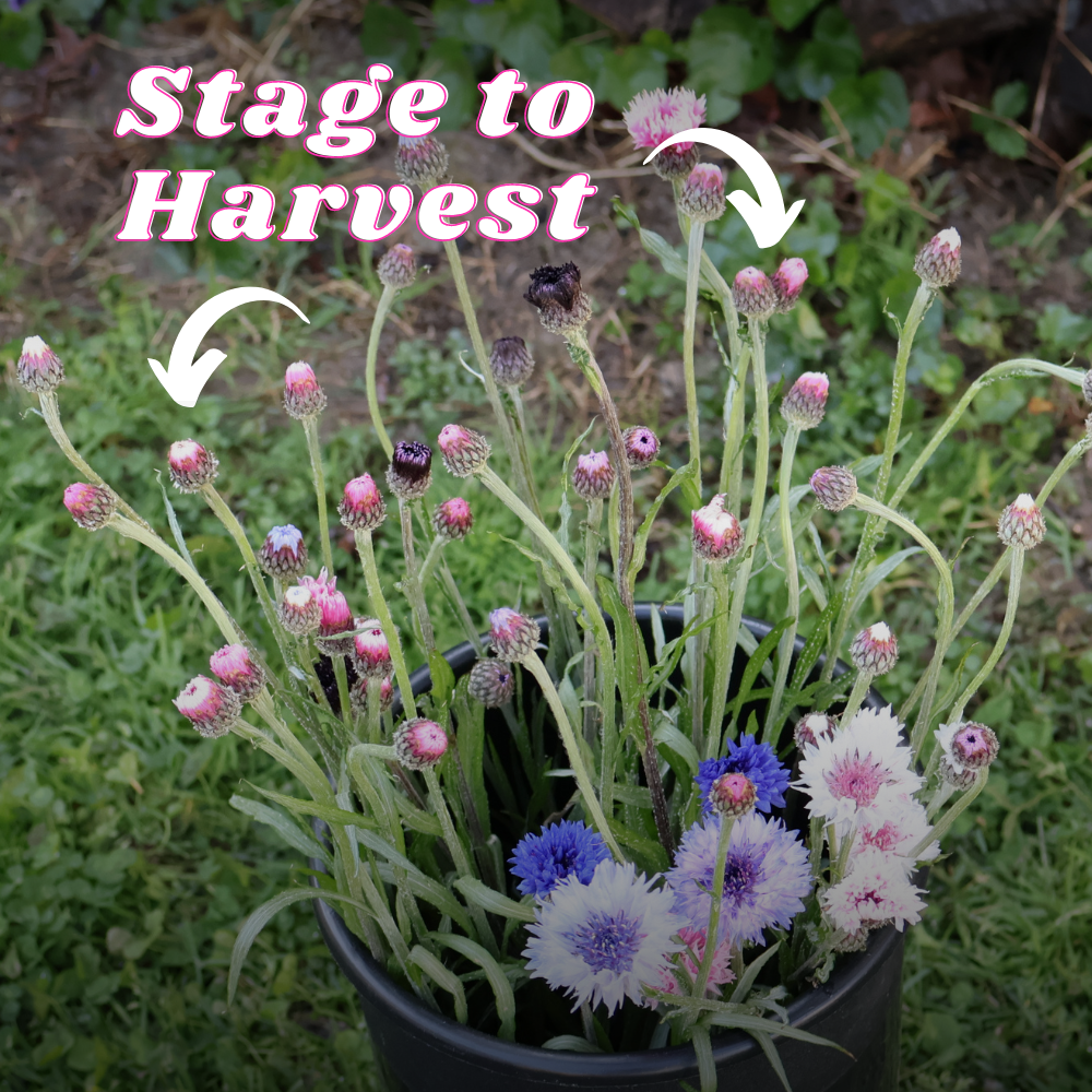 Bachelor Button stage to harvest