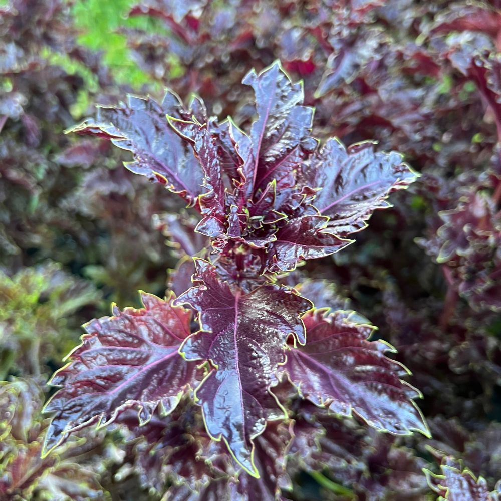 Basil, Purple Ruffles