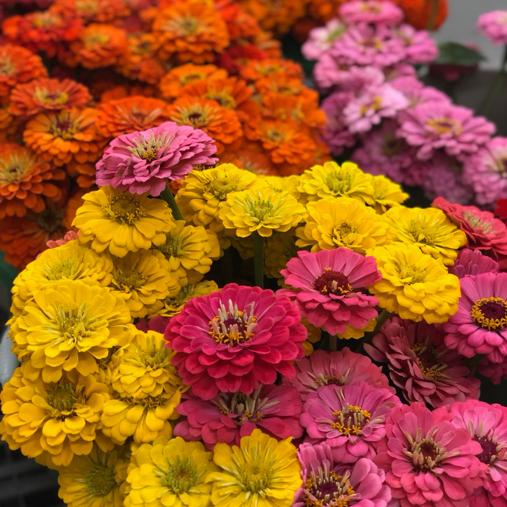 Zinnia, Benary's Giant Mix