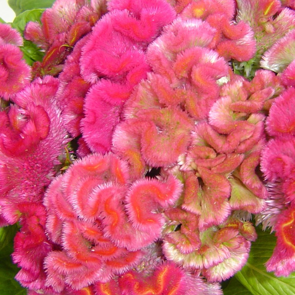 Celosia, Cockscomb, Cramer’s Rose