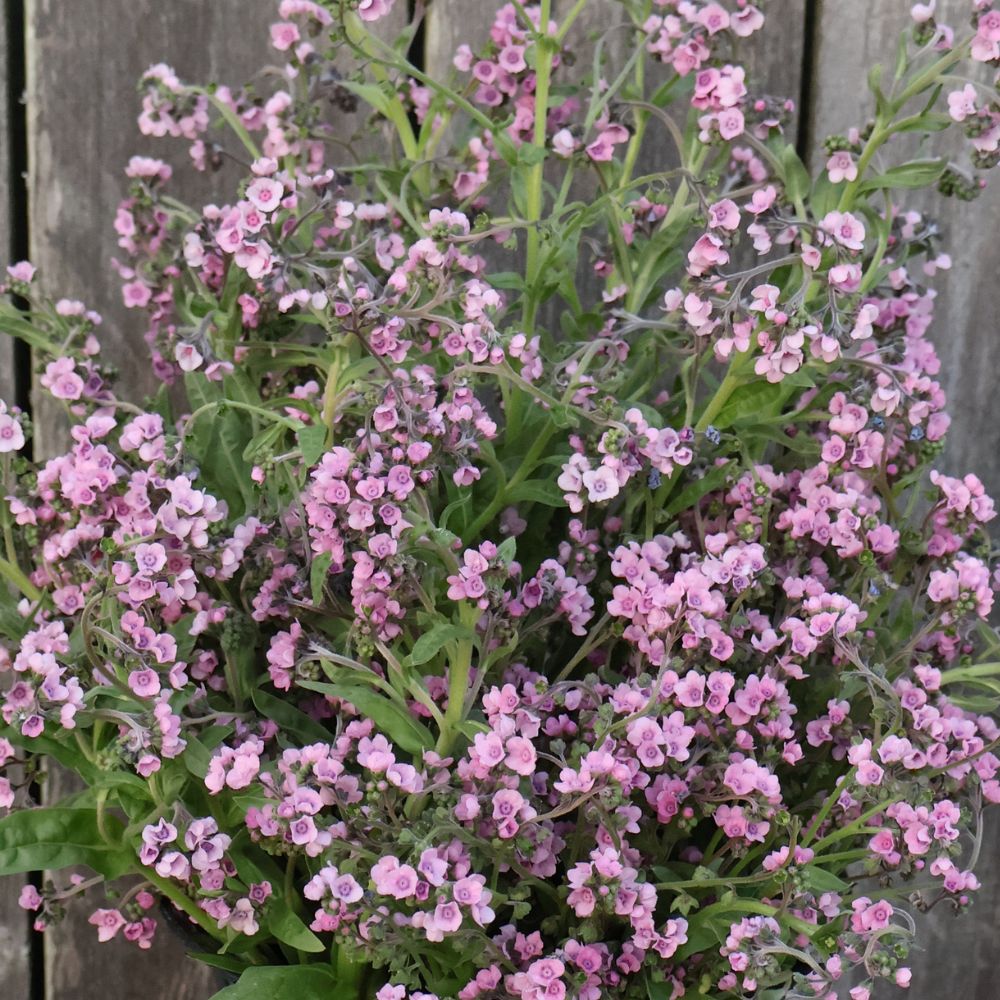 Chinese Forget-Me-Nots, Mystery Rose