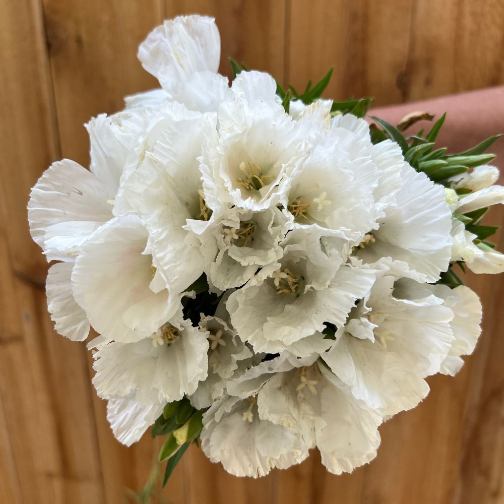 Clarkia, Grace White – The Gardener's Workshop