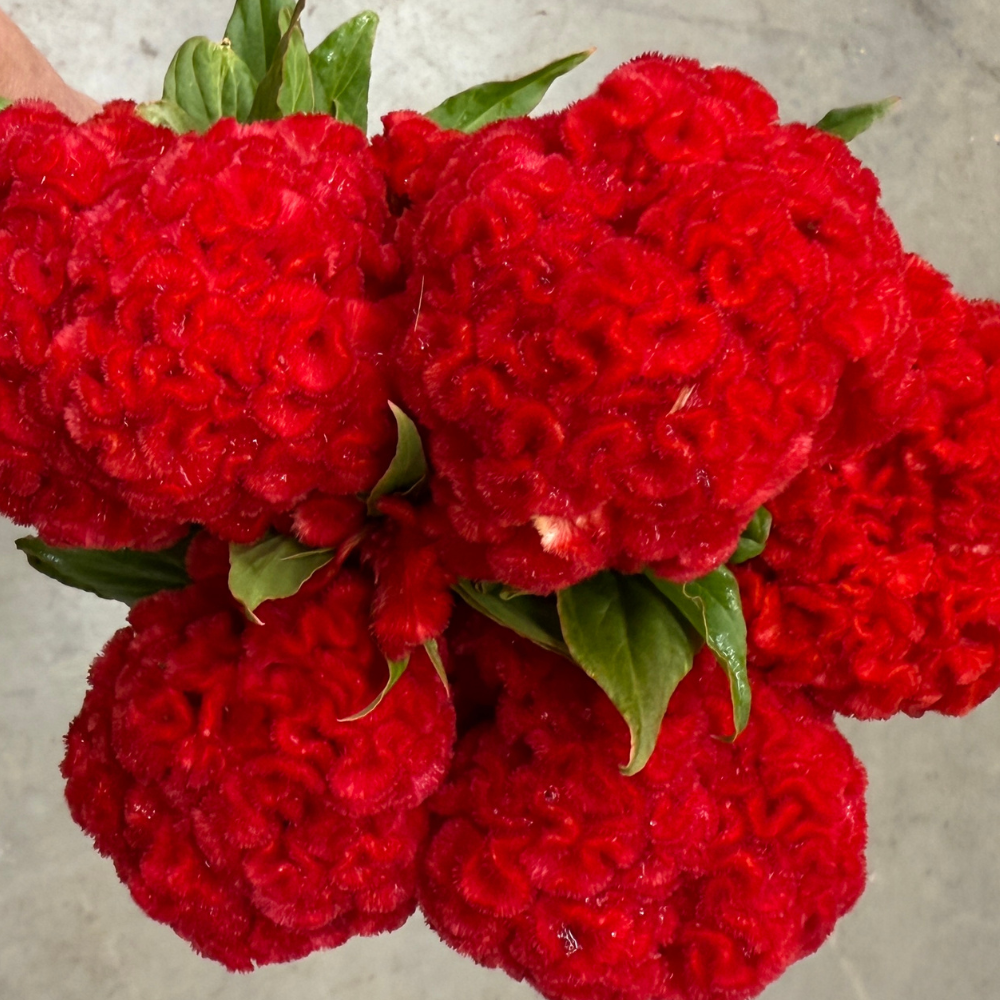 Celosia, Cockscomb, Higyoku Green Stem