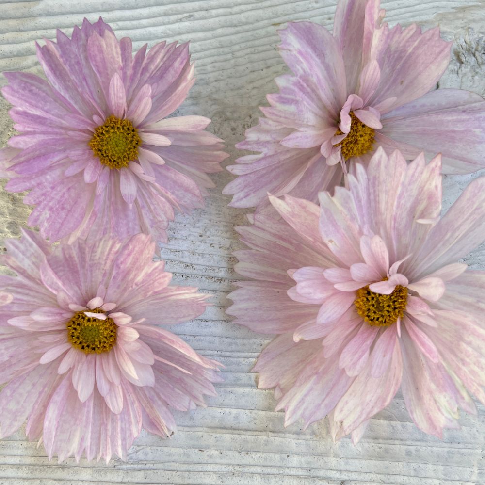 Cosmos, Cupcake Blush