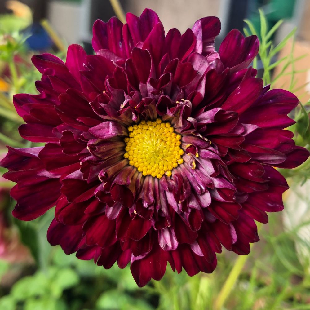 Cosmos, Double Click Cranberries