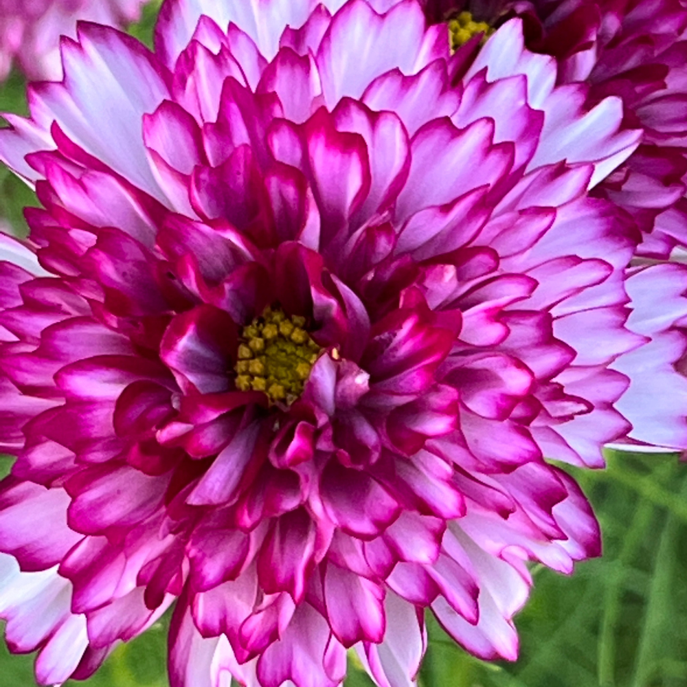 Cosmos, Double Click Violet Bicolor