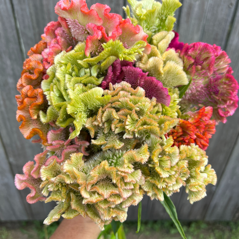 Celosia, Cockscomb, Supercrest Mix