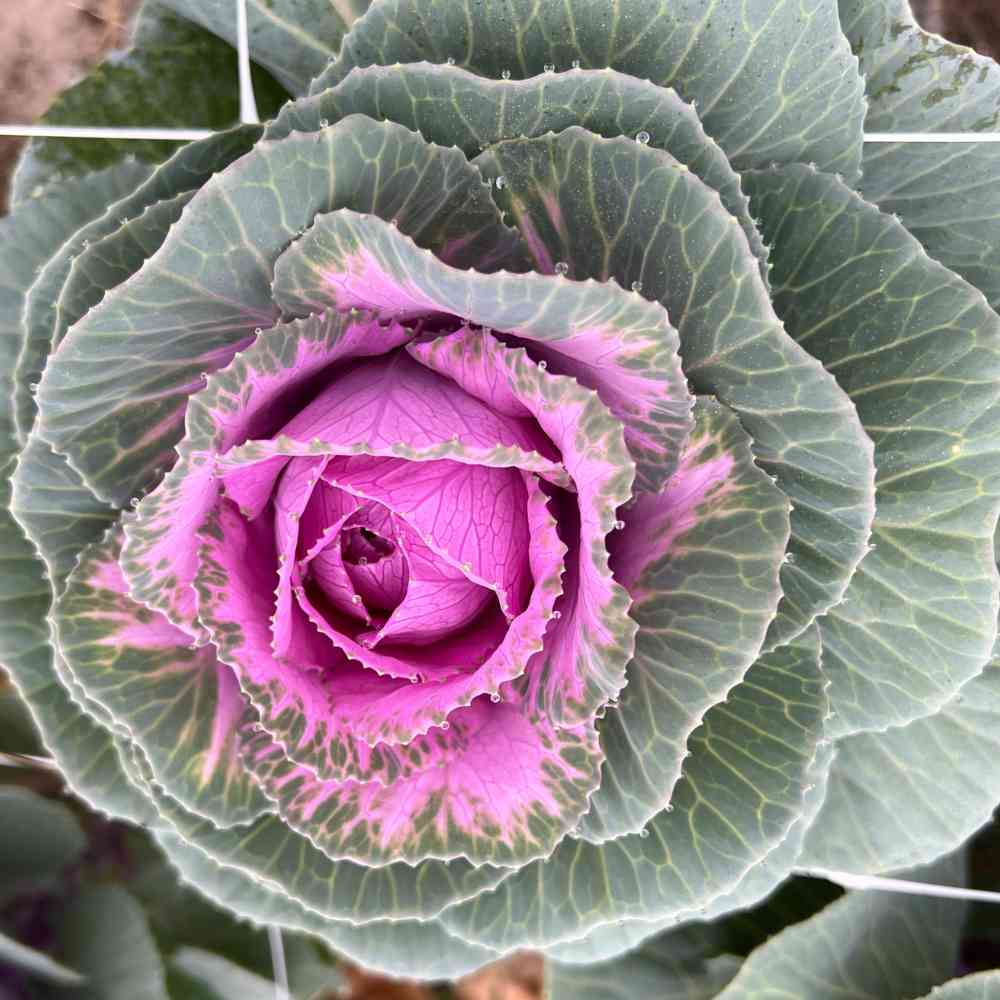 Ornamental Kale, Crane Rose (F1)