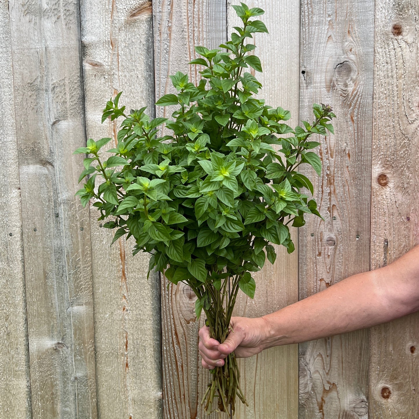 Basil, Everleaf Lemon