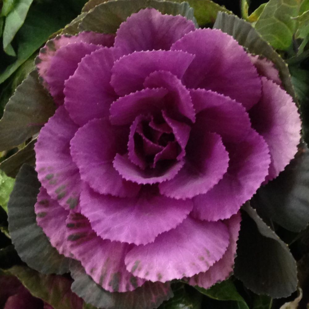 Ornamental Kale, Crane Red (F1)