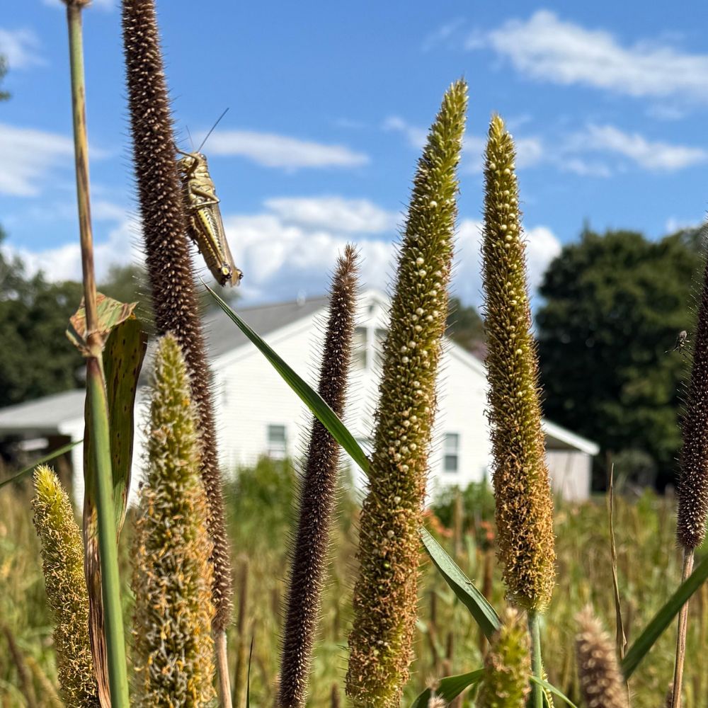 Cover Crop Seed, Pearl Millet*