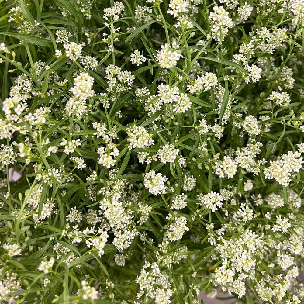 Persian Cress