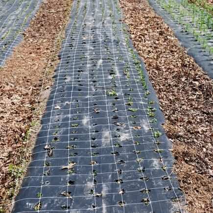 mulch biodegradable film