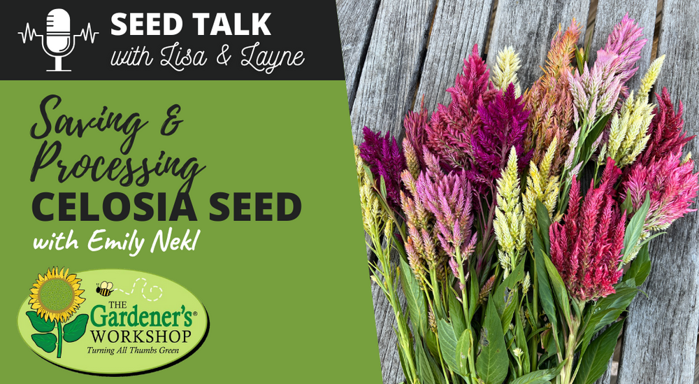 #117 - Saving & Processing Celosia Seed with Emily Nekl