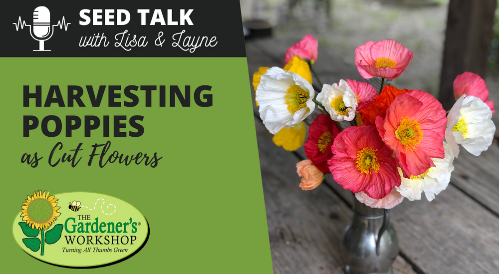 #131 - Harvesting Poppies as Cut Flowers + Podcast Schedule Change