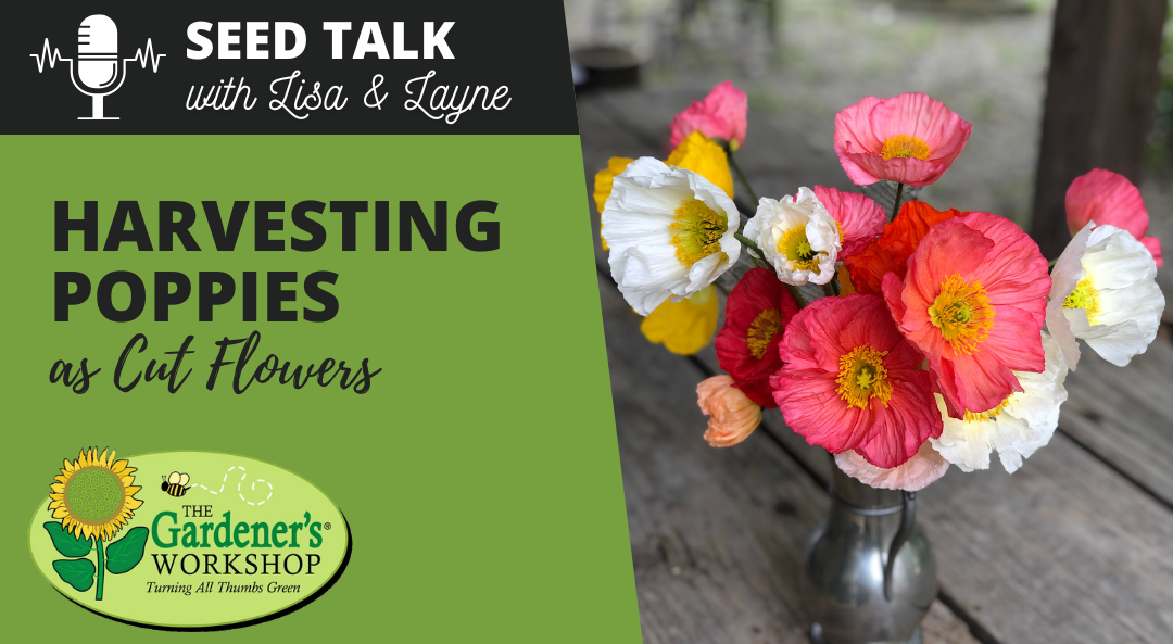 #131 - Harvesting Poppies as Cut Flowers + Podcast Schedule Change