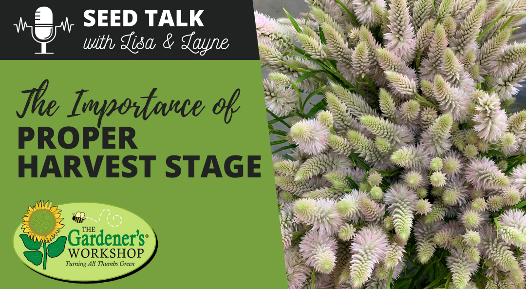 #132 - The Importance of Proper Harvest Stage