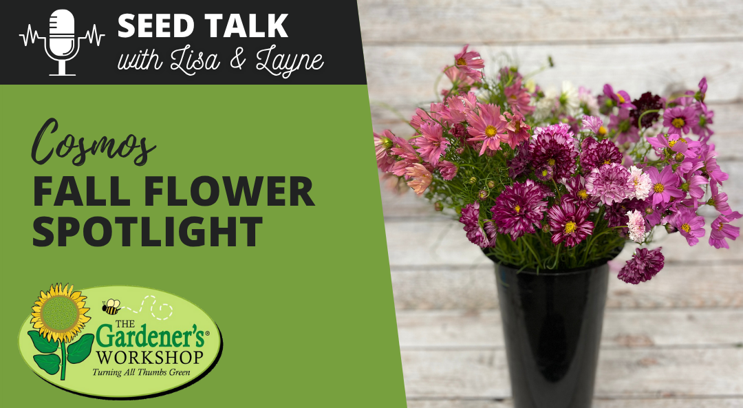 #134 - Cosmos Fall Flower Spotlight