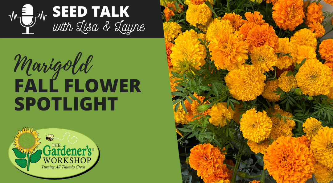 #135 - Marigold Fall Flower Spotlight