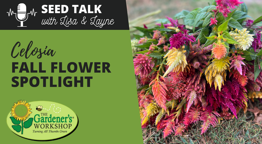 #136 - Celosia Fall Flower Spotlight
