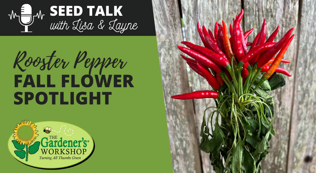 #137 - Rooster Pepper Fall Flower Spotlight