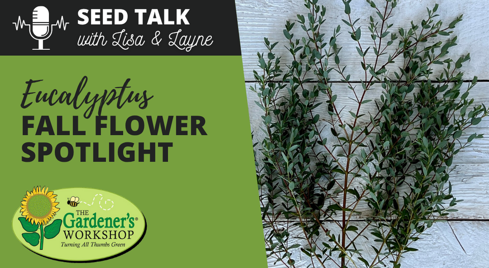 #138 - Eucalyptus Fall Flower Spotlight
