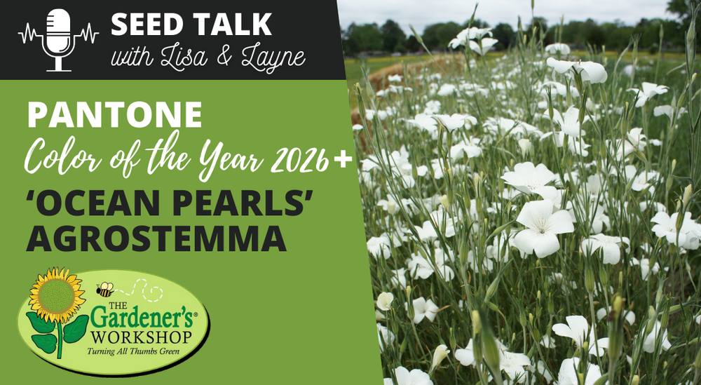 #140 - Pantone Color of the Year 2026 & Agrostemma 'Ocean Pearls'