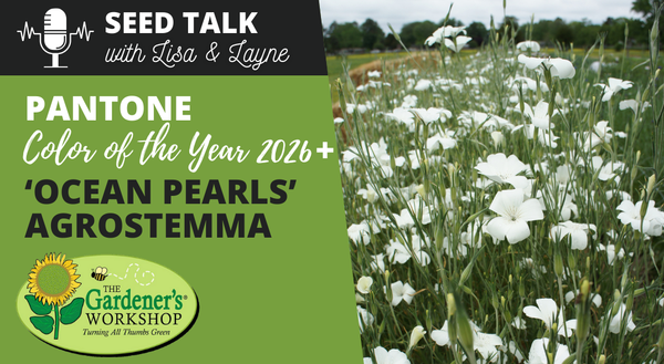 #140 - Pantone Color of the Year 2026 & Agrostemma 'Ocean Pearls'