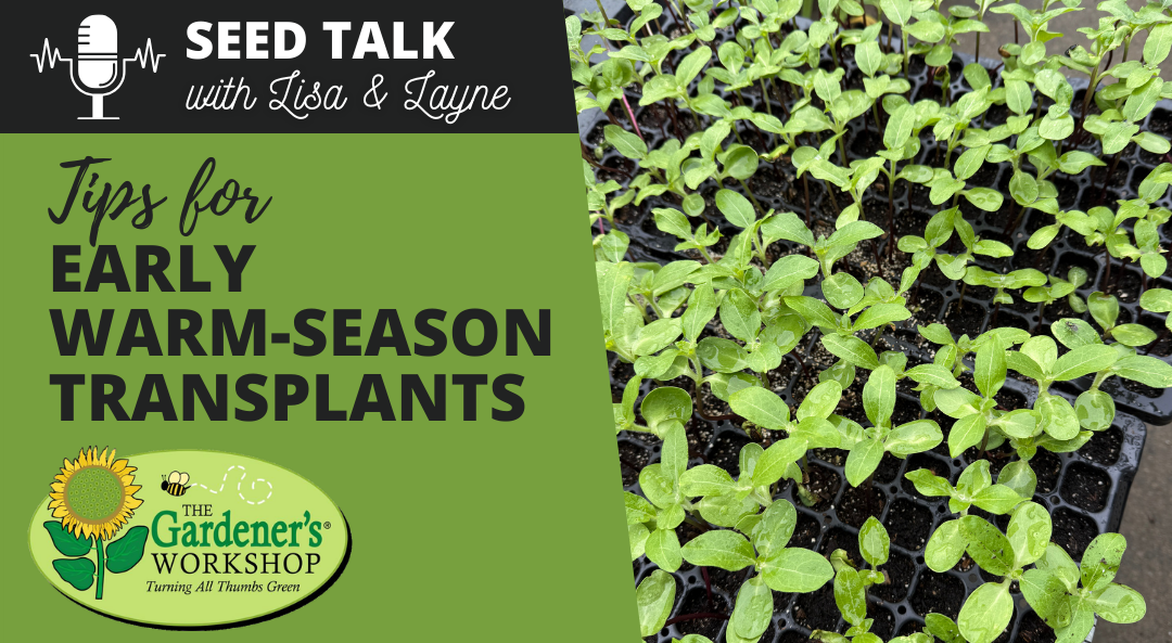#142 - Tips for Early Warm-Season Transplants
