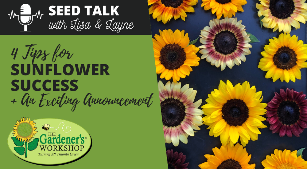 #143 - 4 Tips for Sunflower Success + An Exciting Announcement