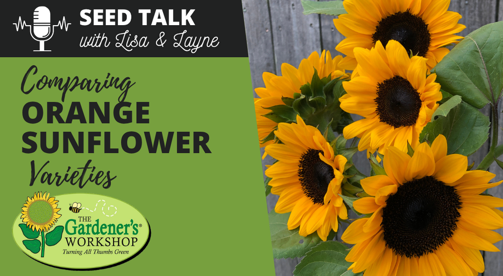 #145 - Comparing Orange Sunflower Varieties