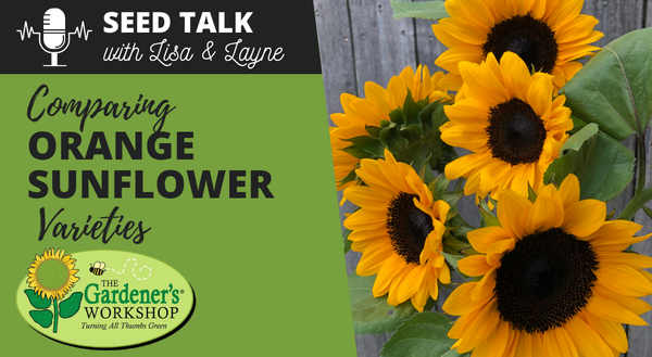 #145 - Comparing Orange Sunflower Varieties
