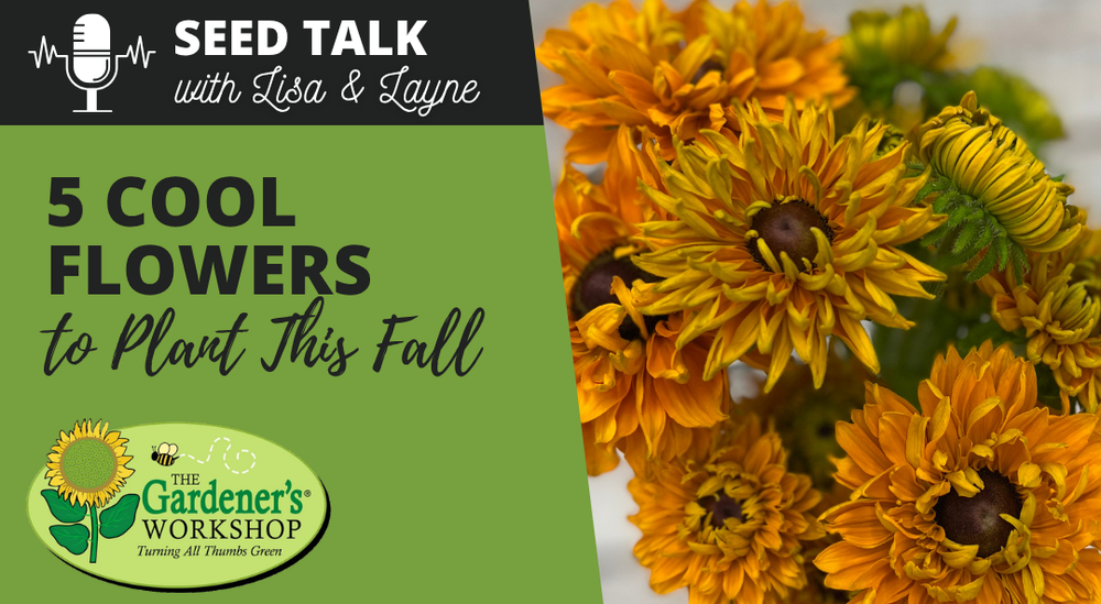 #146 - 5 Cool Flowers to Plant This Fall