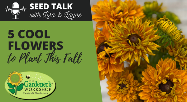 #146 - 5 Cool Flowers to Plant This Fall