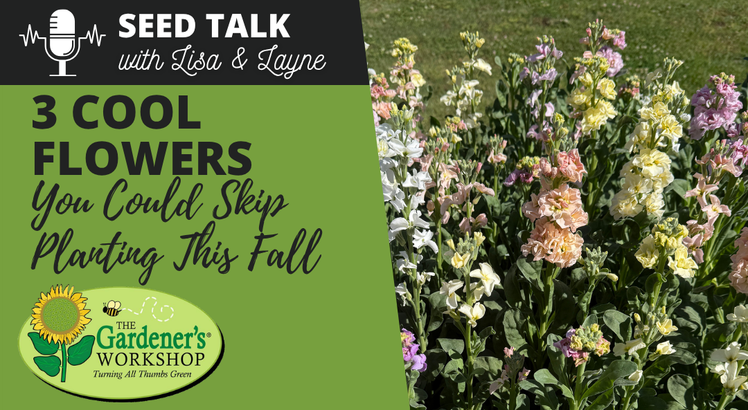 #147 - 3 Cool Flowers You Could Skip Planting This Fall