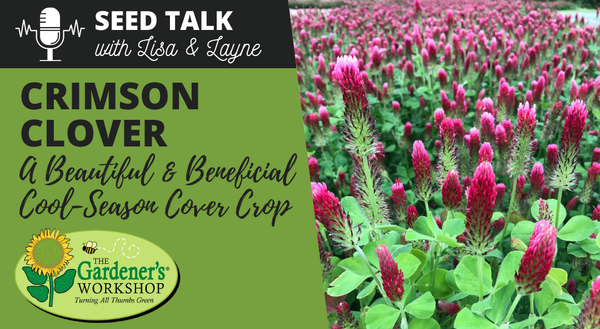 #148 - Crimson Clover - A Beautiful & Beneficial Cool-Season Cover Crop