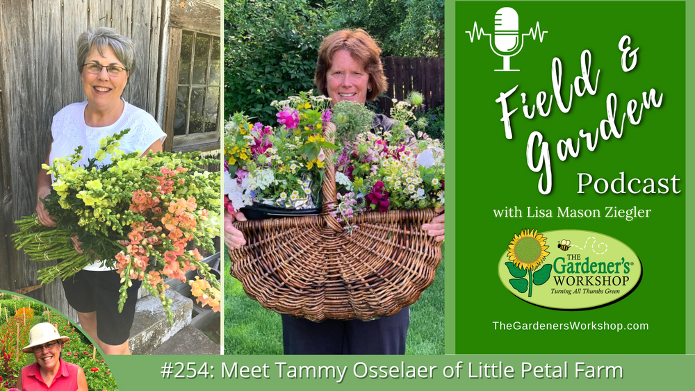 _254 Meet Tammy Osselaer of Little Petal Farm