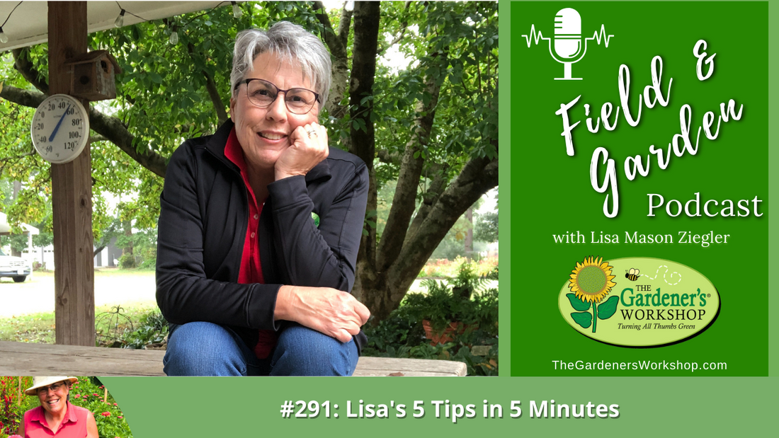 _291 Lisa's 5 Tips in 5 Minutes