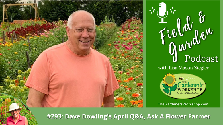 _293 Dave Dowling's April Q_A_ Ask A Flower Farmer (1)