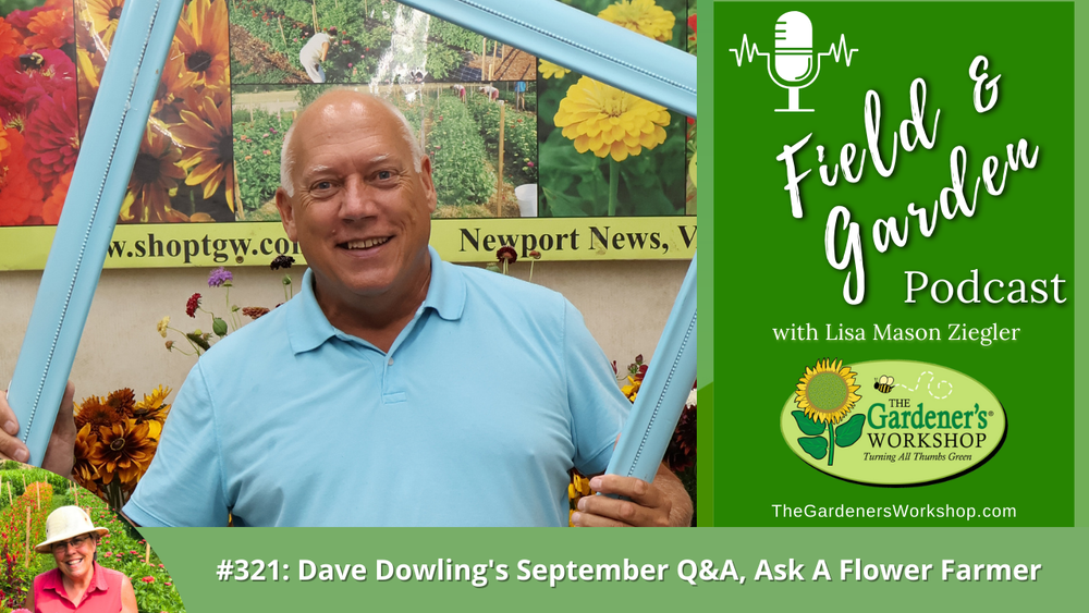 #321: Dave Dowling's September Q&A, Ask A Flower Farmer
