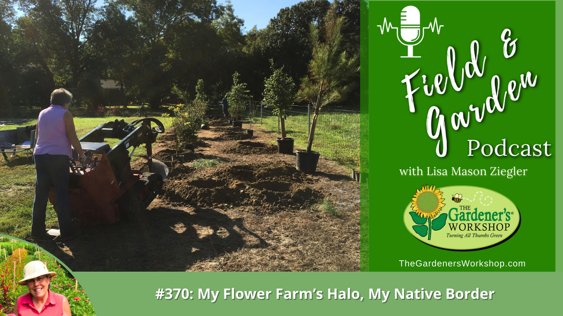 #370: My Flower Farm's Halo, My Native Border