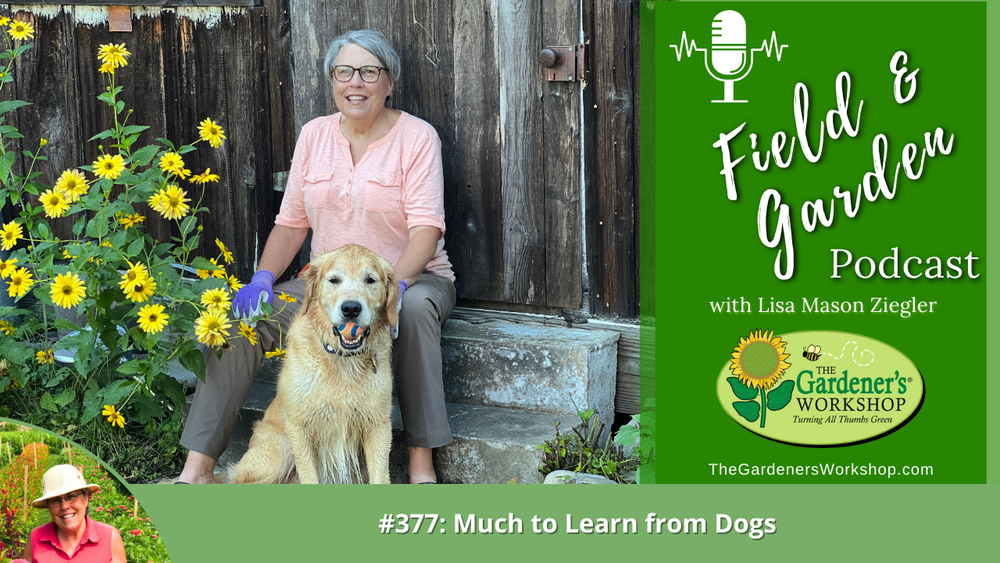 #377: Much to Learn from Dogs