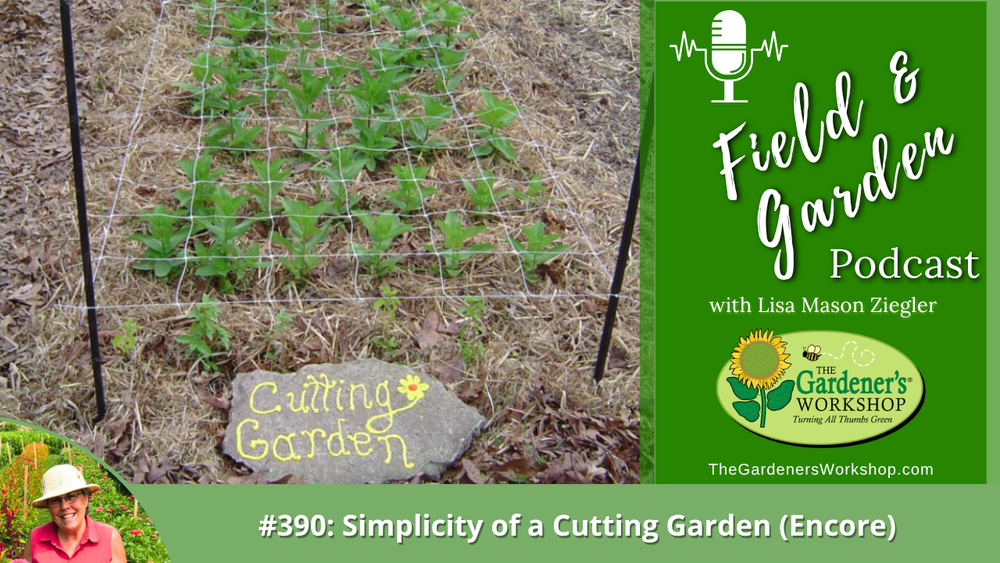 #390: Simplicity of a Cutting Garden (Encore)