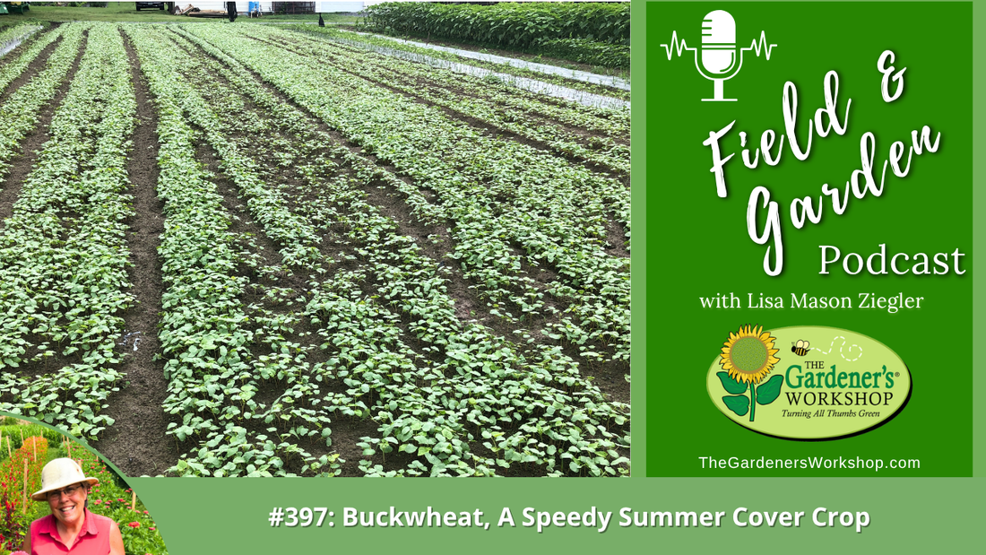 #397: Buckwheat, A Speedy Summer Cover Crop