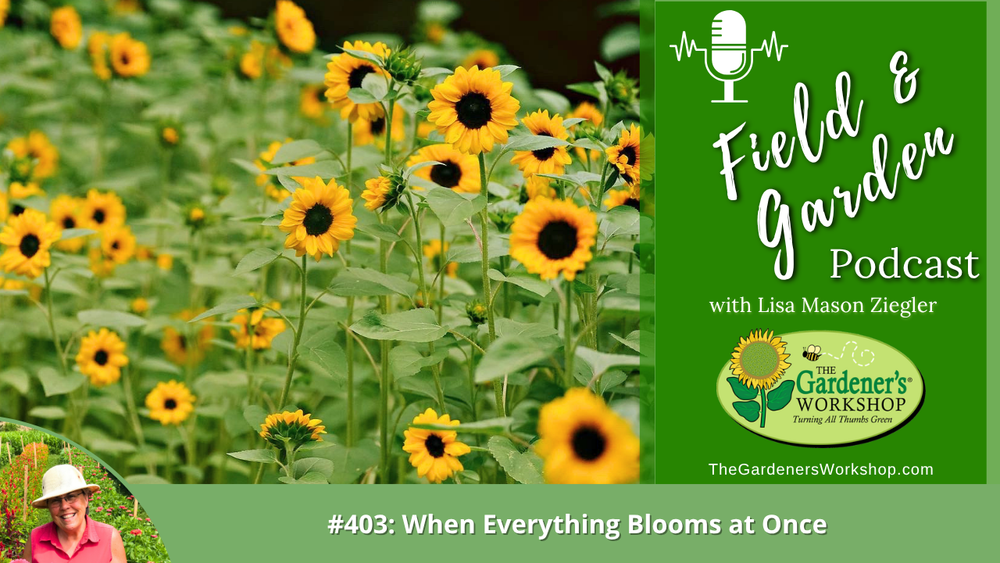 #403: When Everything Blooms at Once