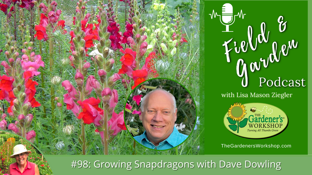 #98: Growing Snapdragons with Dave Dowling