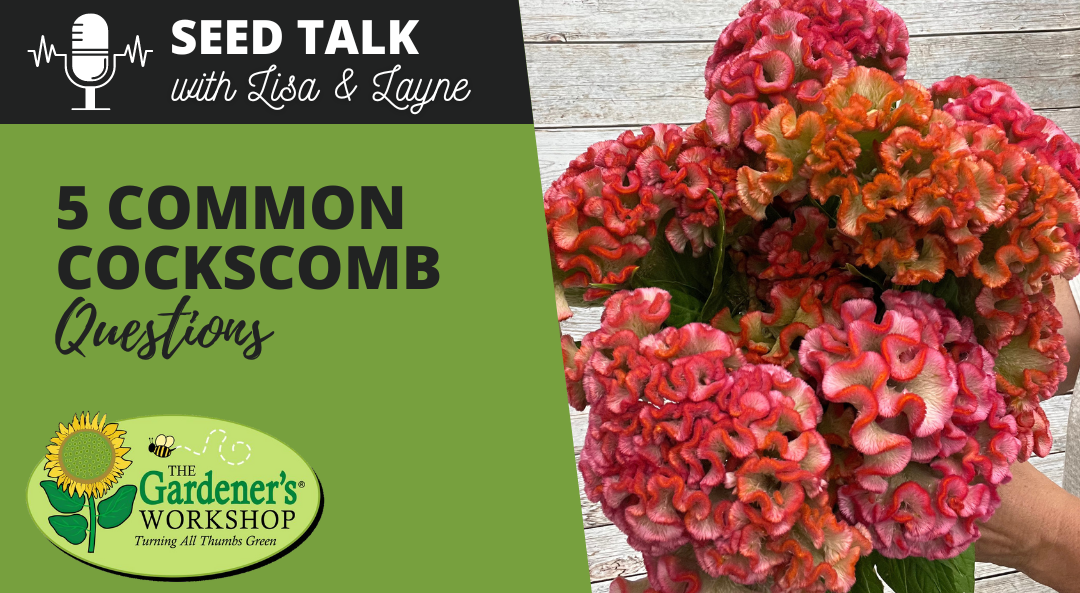 #92 - 5 Common Cockscomb Questions – The Gardener's Workshop