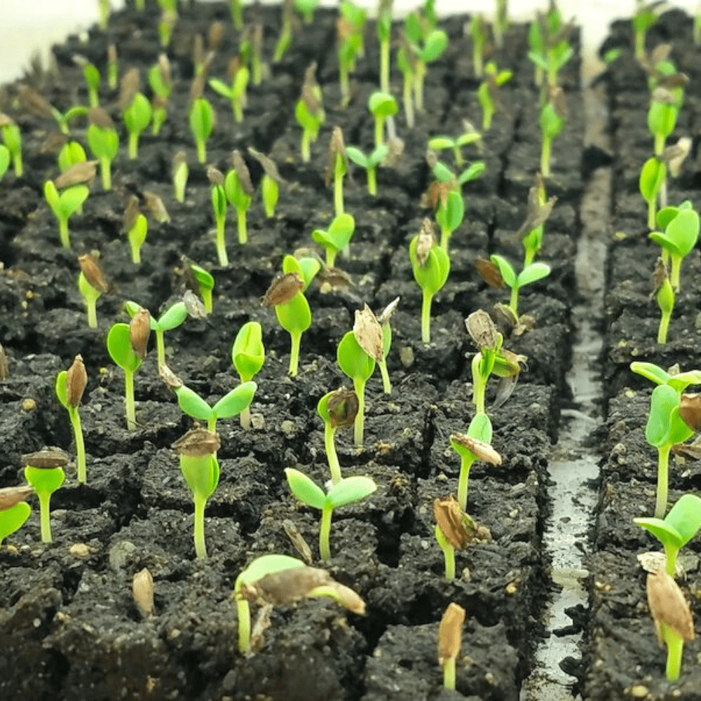 Blog post seedlings (1)