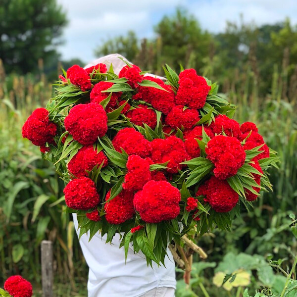 Cockscomb red orange